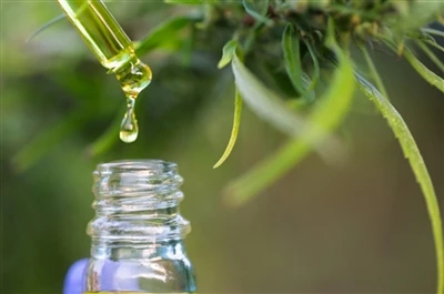 CBD vs. THC: Allt sem þú þarft að vita